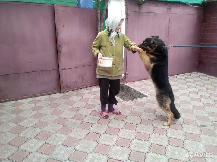 Немецкая овчарка