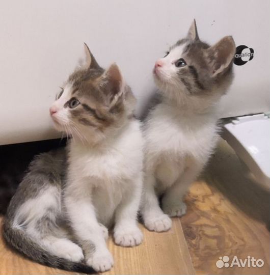 Котята в добрые руки