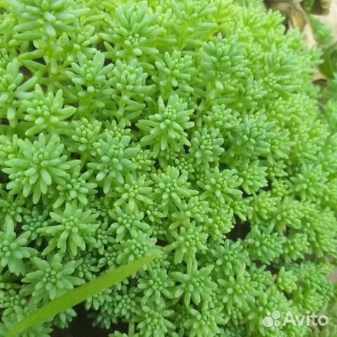 Очиток (седум) лидийский