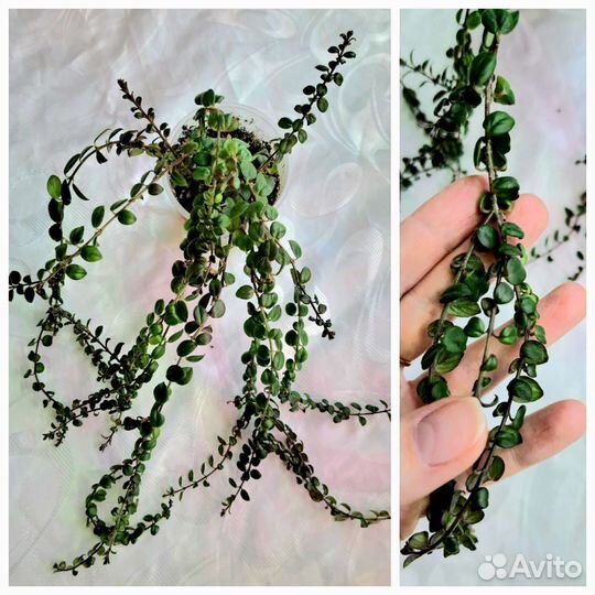 Эсхинантусы разные виды, Гипоцирта