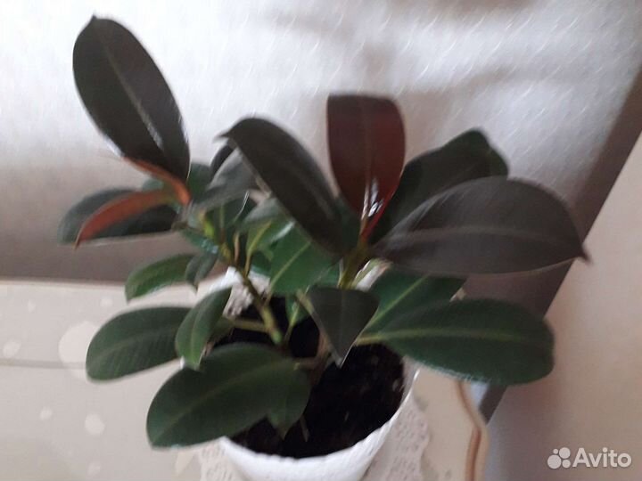 Фикус каучуконосный