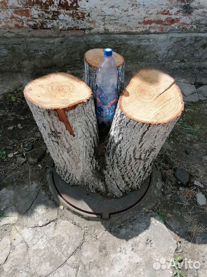 Пень трехглавый из липы