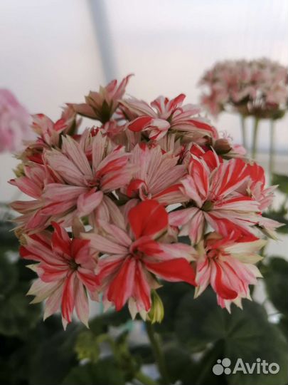 Герань пеларгония