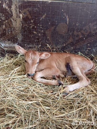 Бычок джерси