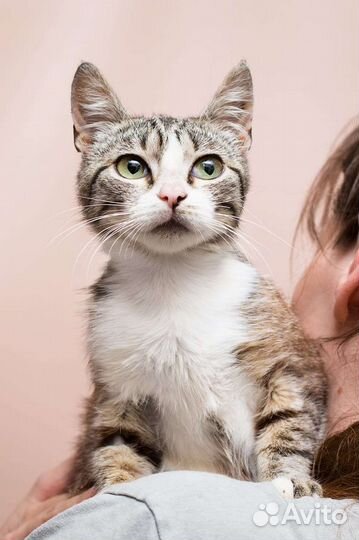 Европейская кошка кот котенок в добрые руки