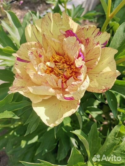 Пионы из сада