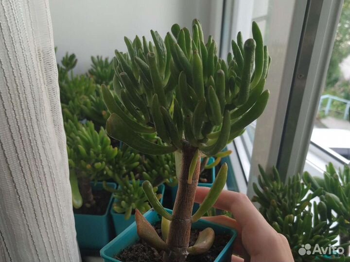 Крассула хоббит