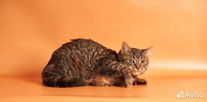 Маленькая Муся в добрые руки