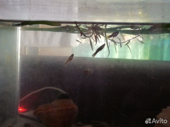 Продам рыбок Гуппи