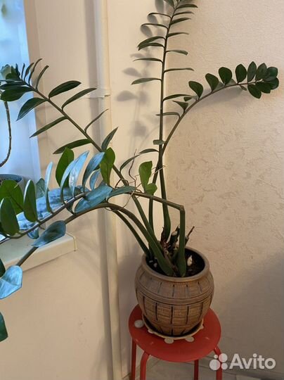 Замиокулькас