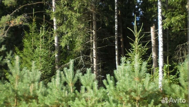 Саженцы сосны