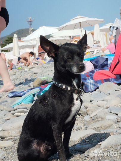 Кобель для вязки