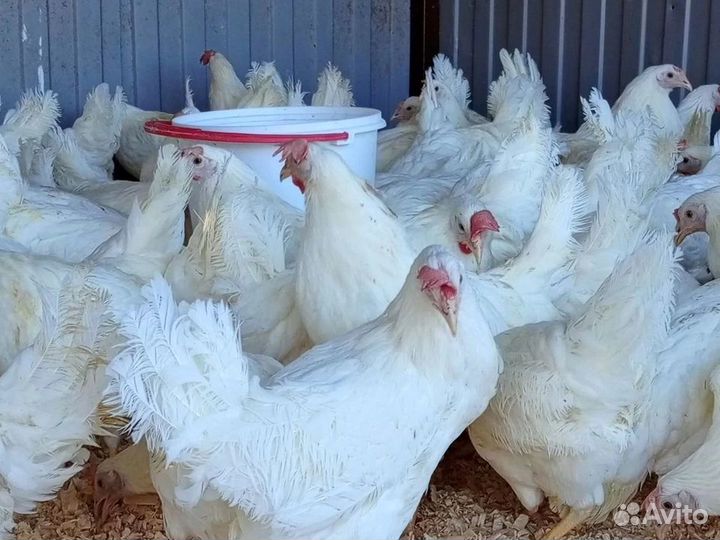 Куры несушки