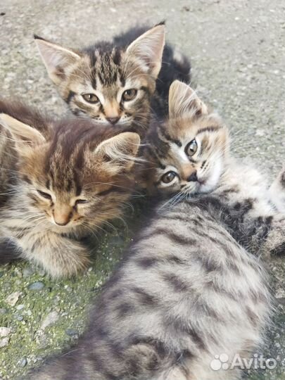 Котята в добрые руки