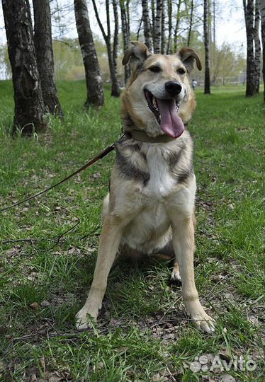 Ласковый Патрик из приюта в поисках семьи