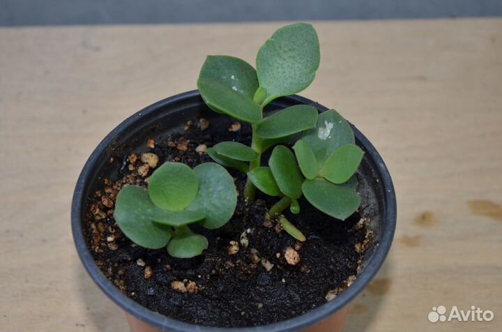 Толтстянка денежное дерево