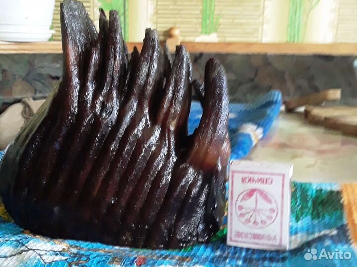 Зуб мамонта