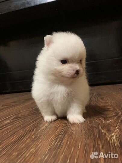 Щенки шпица