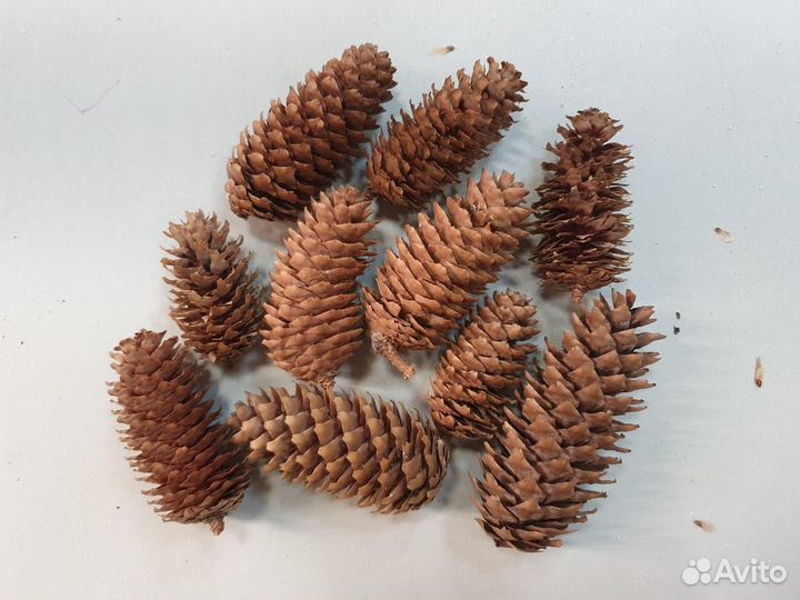 Шишки еловые