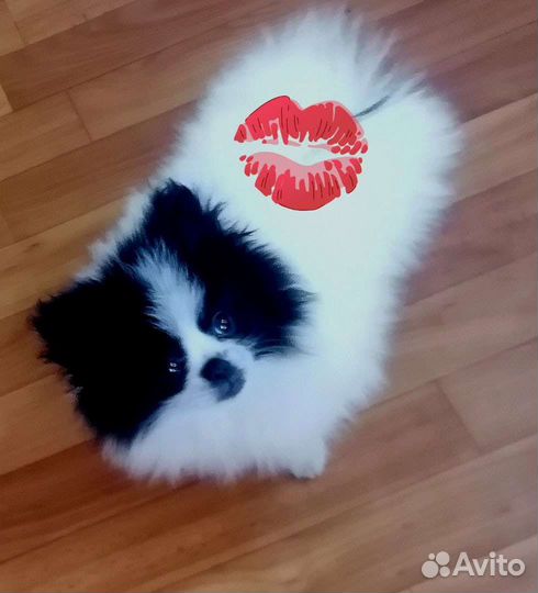 Померанский шпиц мини девочка