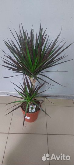 Замиокулькас черный равен