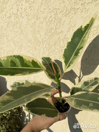 Фикус дошери