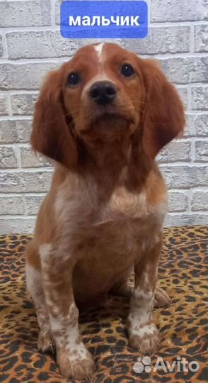 Щенки бретонский эпаньоль