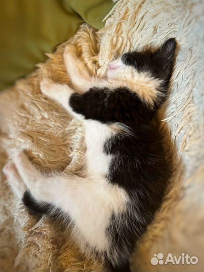 Кошка в дар