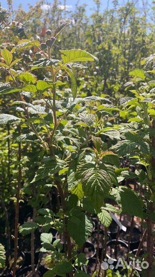 Малиновое дерево