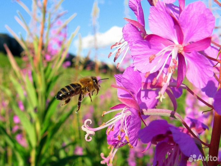 Мед натуральный