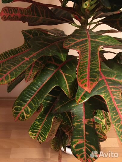 Шикарные кротоны для дома и офиса