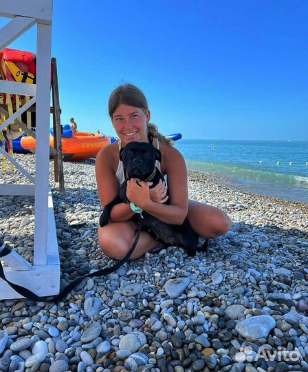 Передержка собак на время отпуска