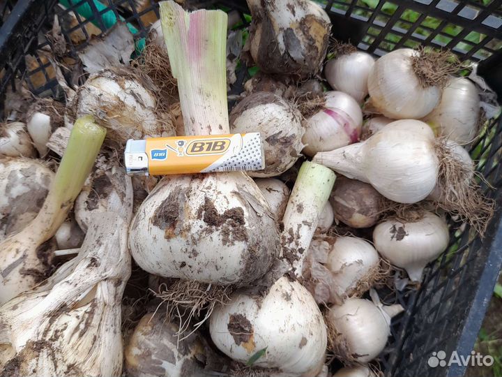 Лук Суворова Анзур