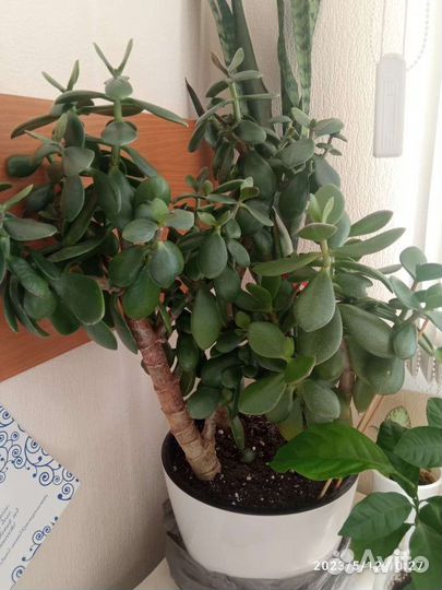 Растение Толстянка