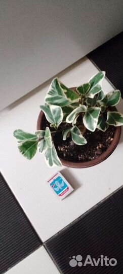 Фикус триангулярис