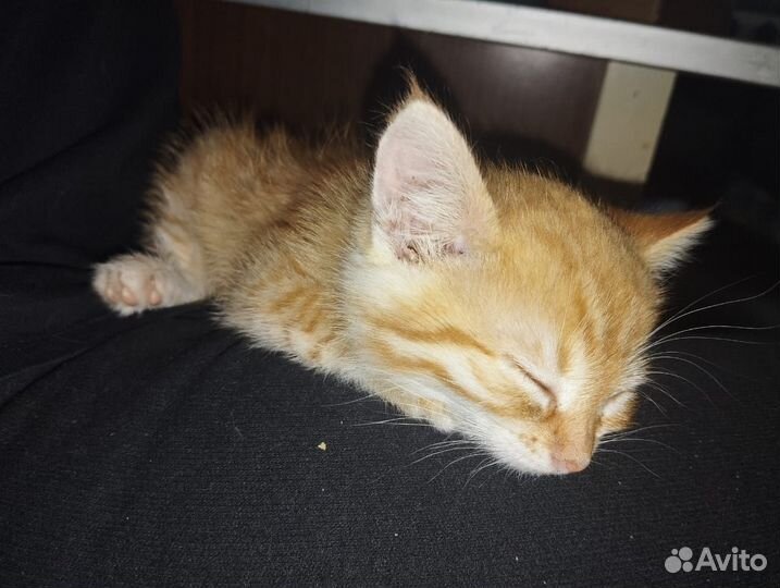 Малыш ищет добрые руки