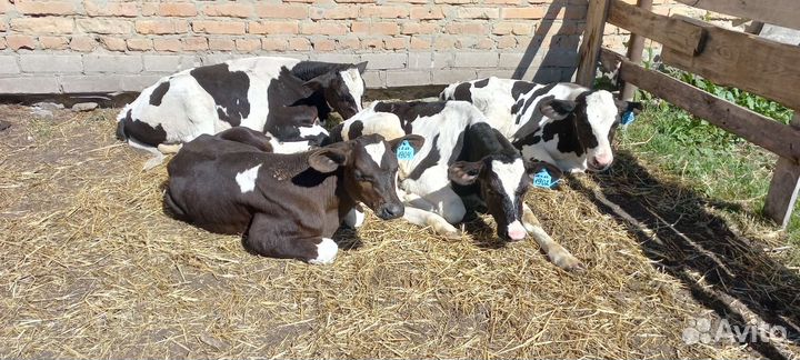 Холмогоры бычки