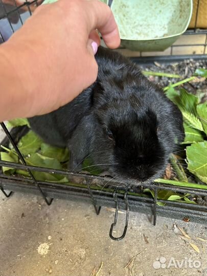 Карликовый вислоухий кролик