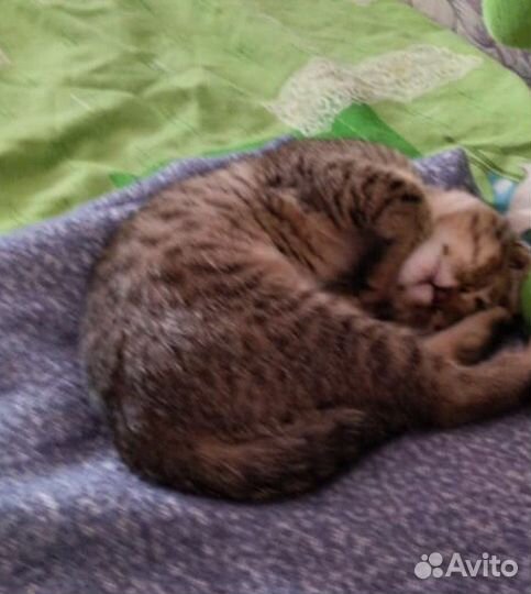 Кошечка Сима