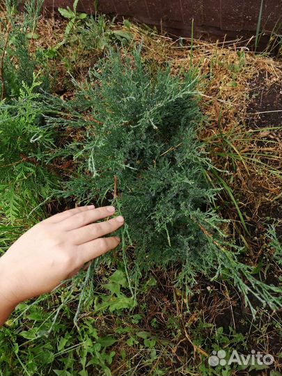 Можжевельник глаука,сосны,туя