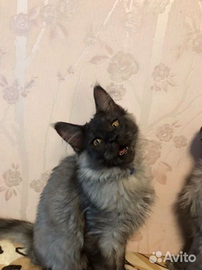 Котята мейн-кун