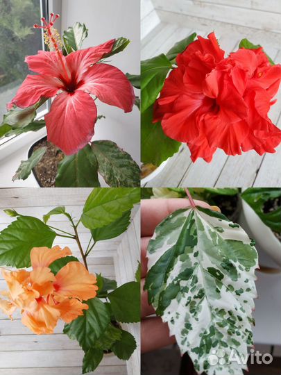 Гибискус китайская роза комнатные растения