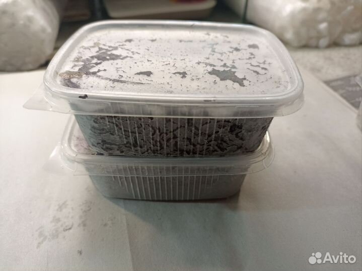 Мотыль крупный, коретра, мормыш, мелкий мотыль