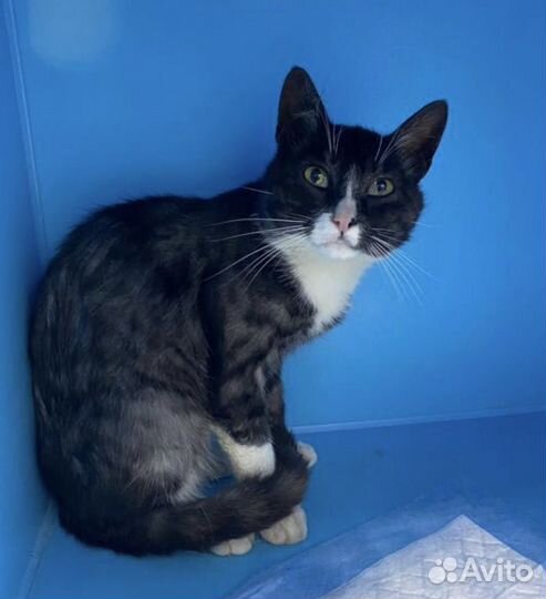 Кот Филип не хочет на улицу