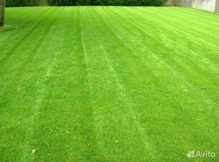 Семена газонной травы