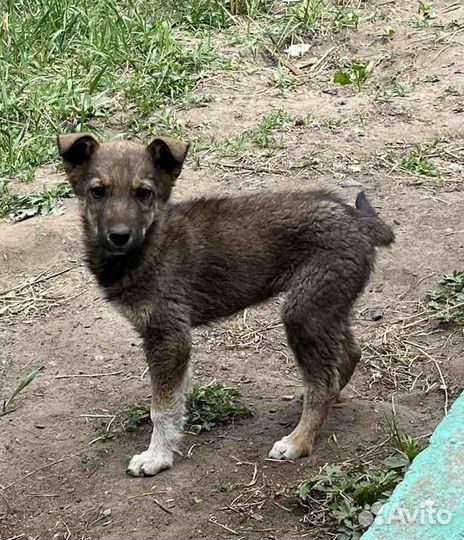 Погибают щенки