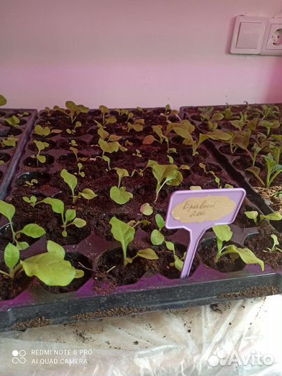 Табак курительный рассада