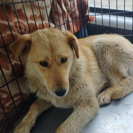Алиса. 8 мес. В добрые руки