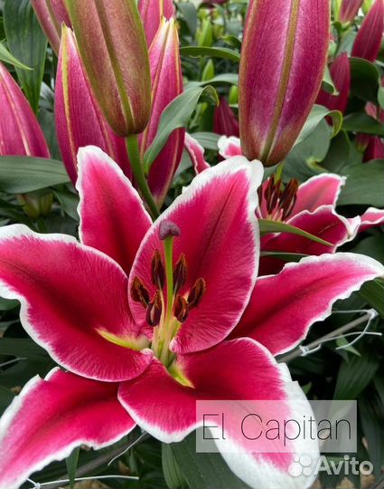 Лилии от гибриды на бутоне