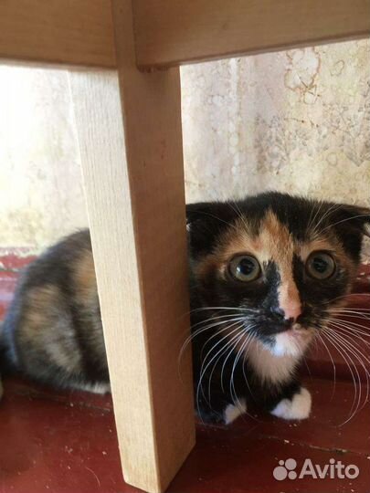 Вислоухий кот